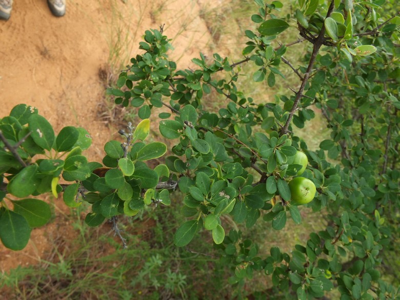 Cây Tu hú. Gmelina asiatica L. - Cây Thuốc Nam Quanh Ta